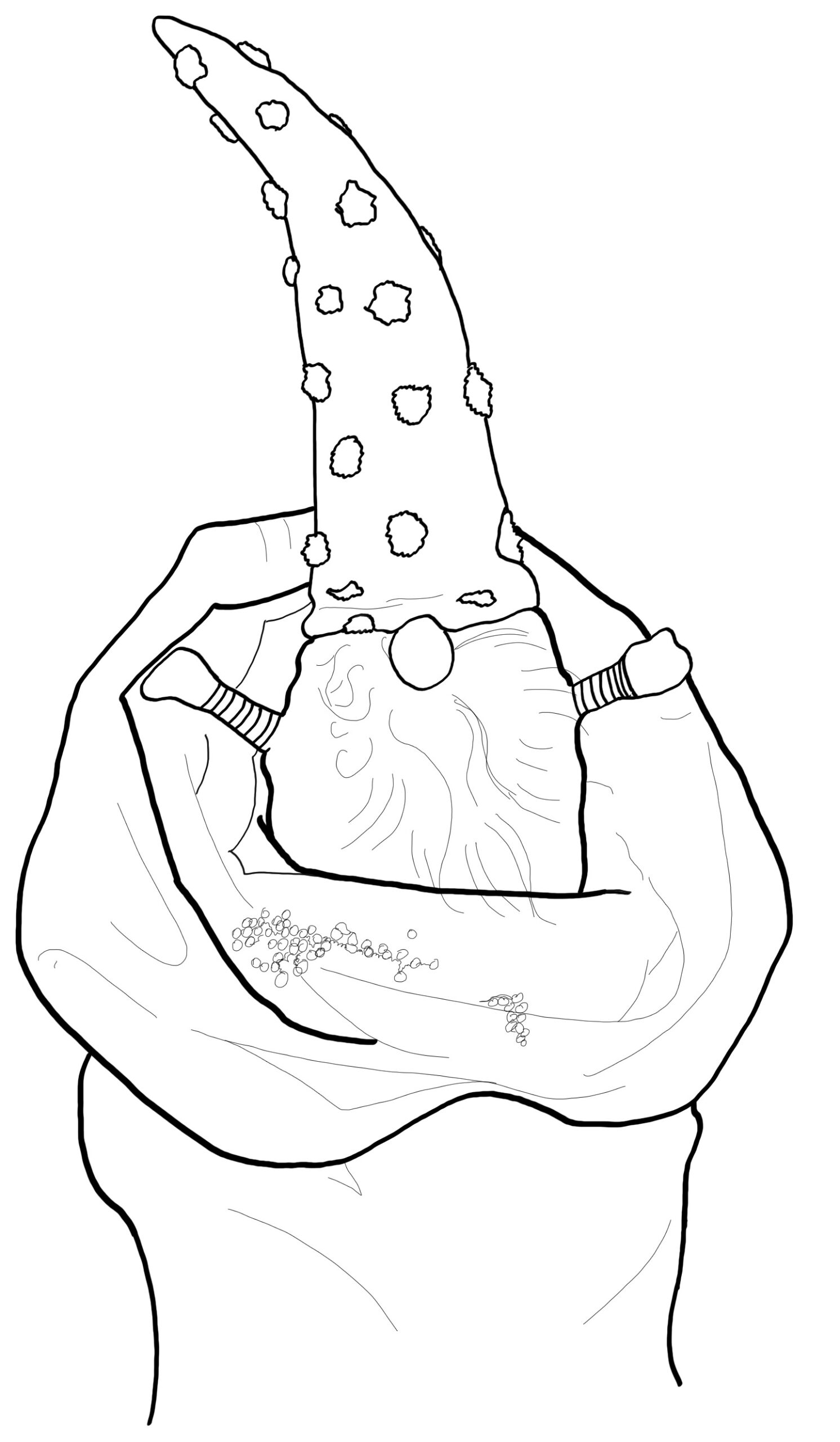 winter gnome ditkoart