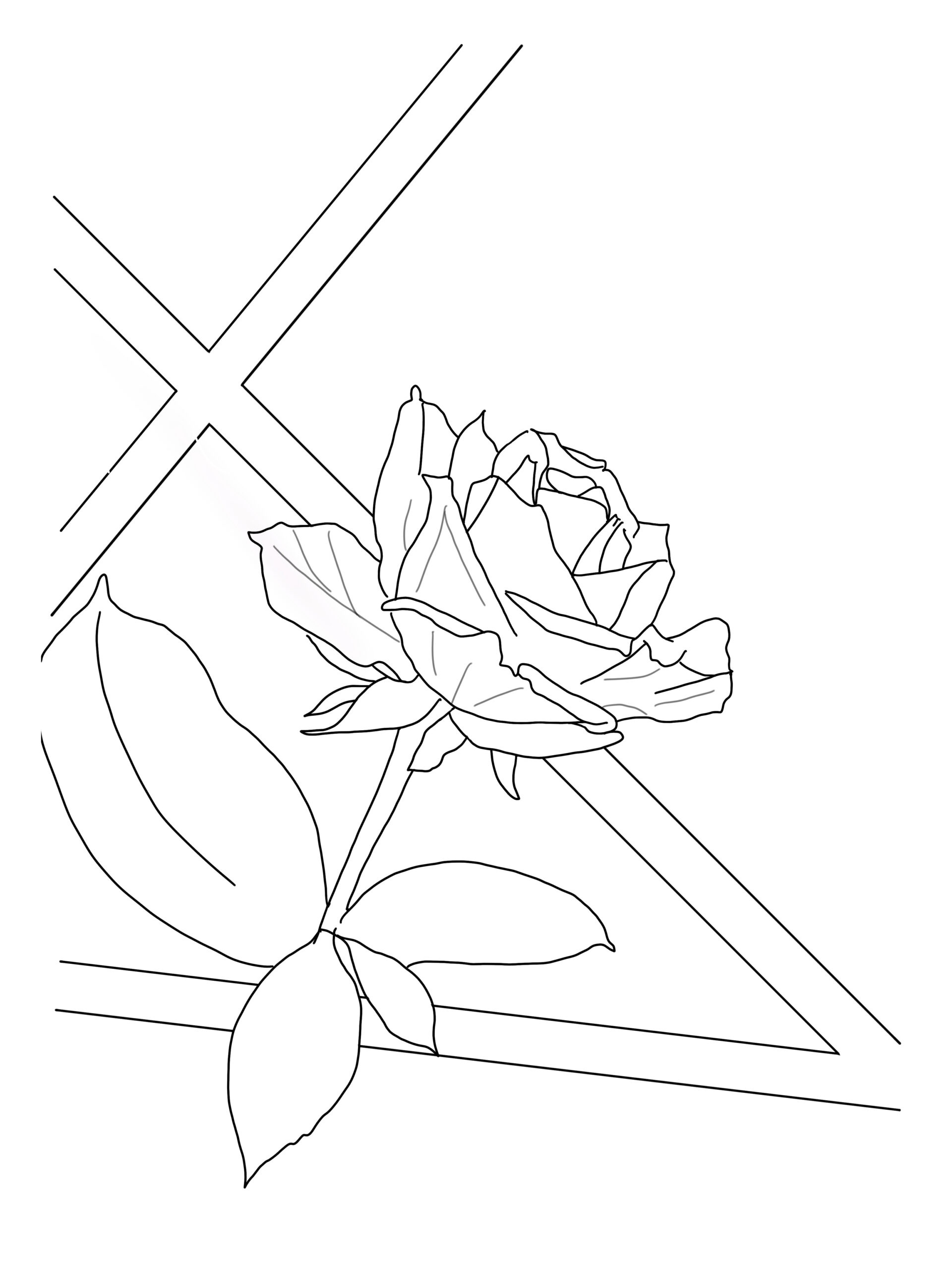 Rose sketch